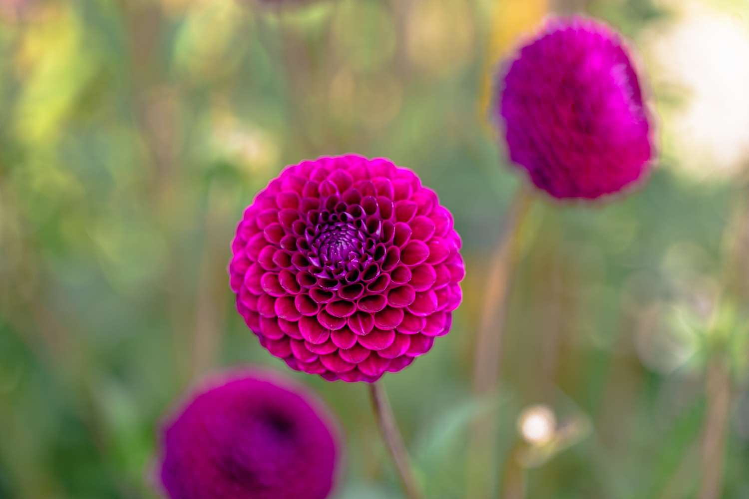 Daalia 'Downham Royal'